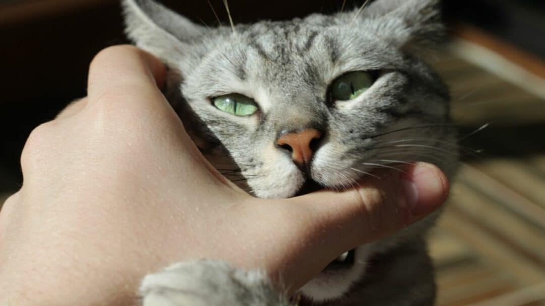 How to ForceFeed a Cat Step By Step Guide