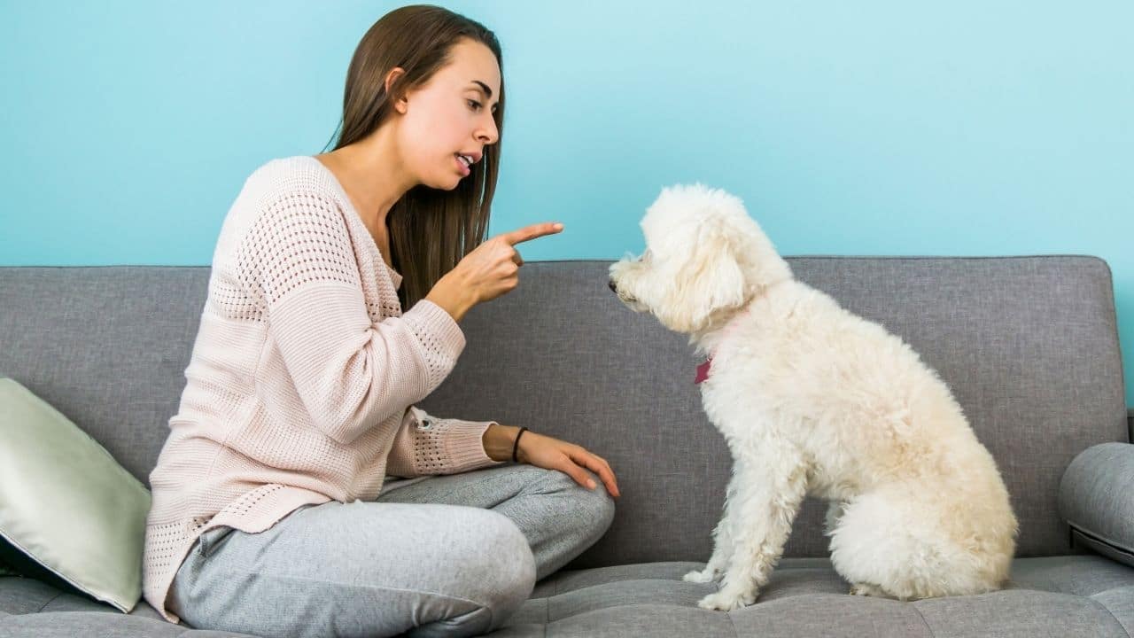 How to Keep Dogs Off Furniture — Works Like a Charm!