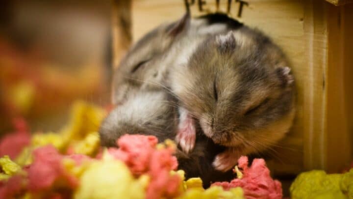 How often Should You Change Hamster Bedding?