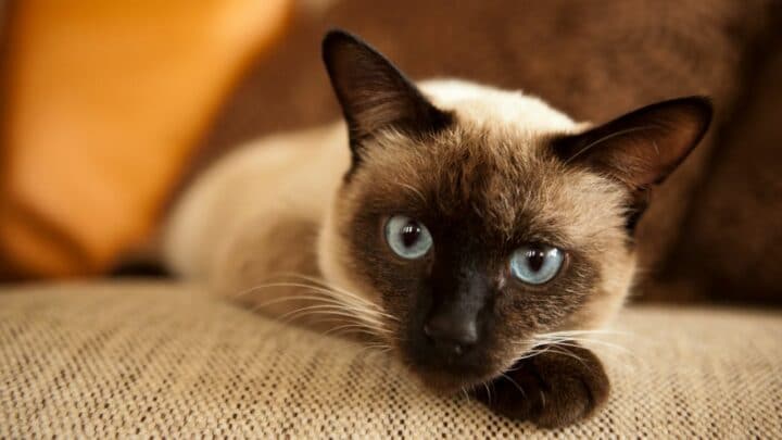 How Much Do Siamese Cats Cost – What You Need To Know