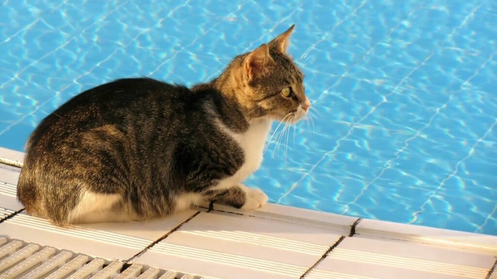 Can Cats Swim? The Truth!