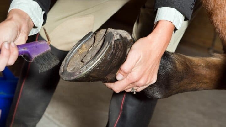 How to Clean Horse Hooves: A Step-by-Step Guide