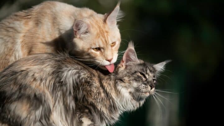 Why Do Cats Groom each other? That is News to Me!