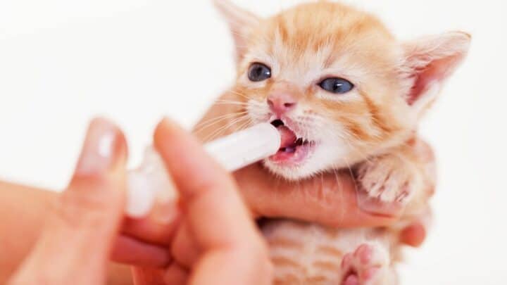 How to Force-Feed a Cat – Step By Step Guide