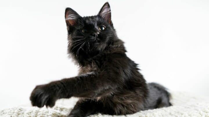 Why Do Cats Knock Things Off – Makes Sense!