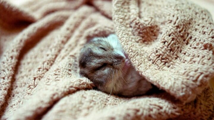 8 Proven Ways to Keep Your Hamster Warm