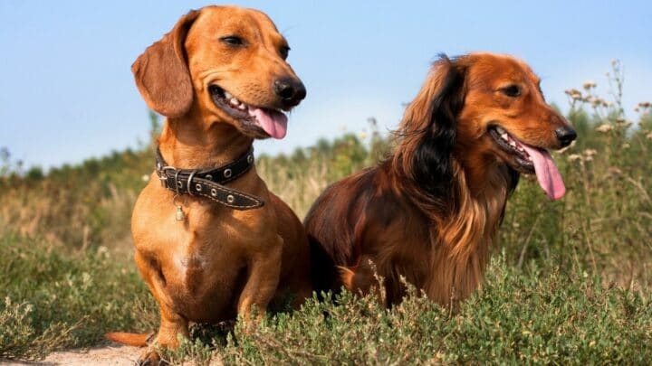 Standard Dachshund vs. Mini Dachshund: Here’s The Difference