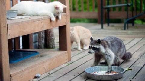 How to Keep Raccoons Out of Cat Food — It Works!