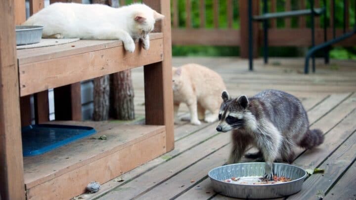 How to Keep Raccoons Out of Cat Food — It Works!