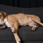 7 Tips To Get Your Dog Off The Couch
