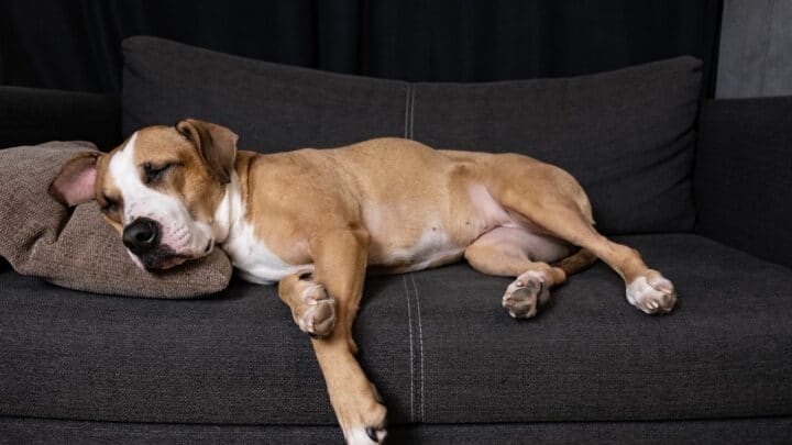 7 Tips To Get Your Dog Off The Couch — For Good!
