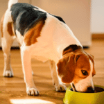 Best Low Carbohydrate Dog Food