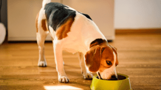 Best Low Carbohydrate Dog Food