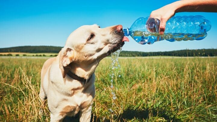 How Long Can Dogs Go without Water? — All You Need to Know