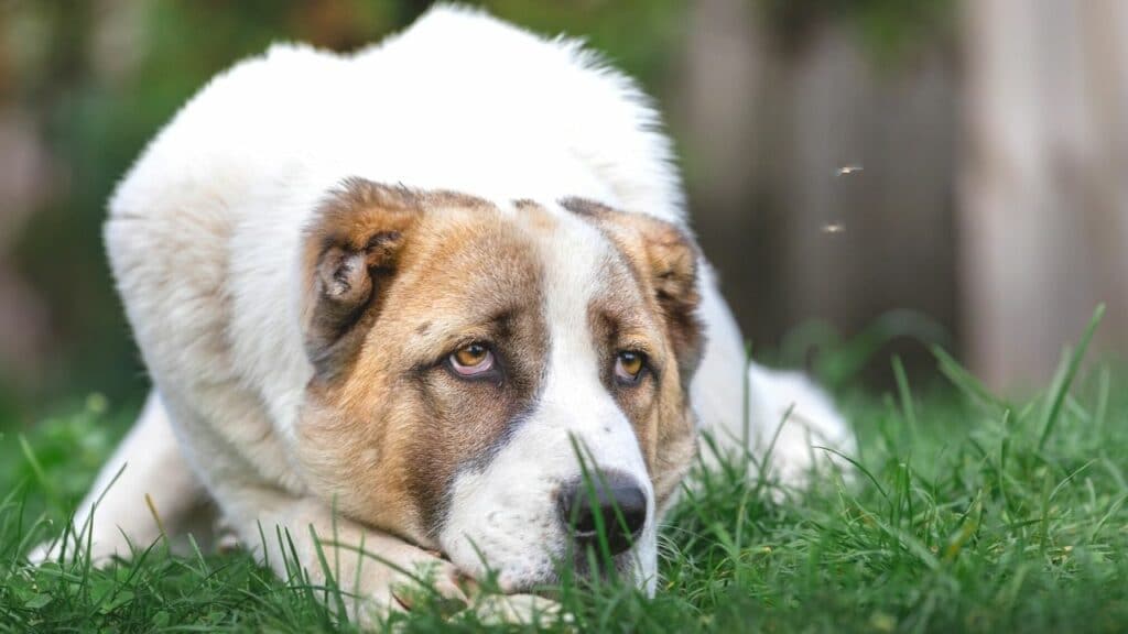 8 Great Tips How To Keep Flies Off Dogs β Read This!