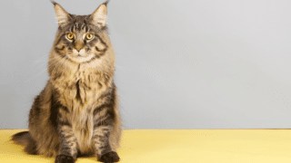 Maine Coon Mix Characteristics