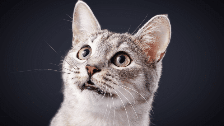 My Cat Does Not Meow – Why is that?