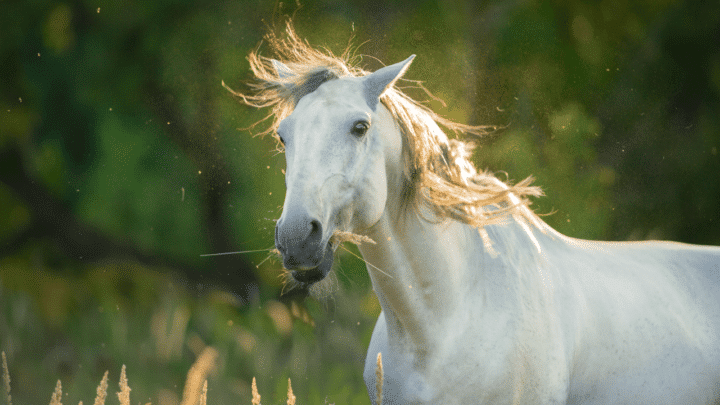 What do Horses Do for Fun? Let’s see!