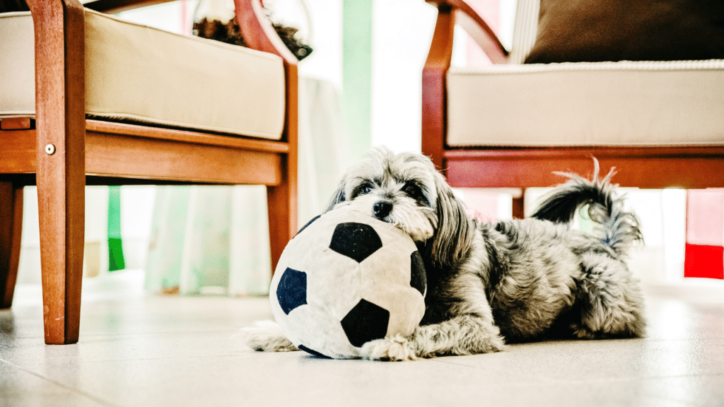 Why Does My Dog Nibble My Ear? AHA!