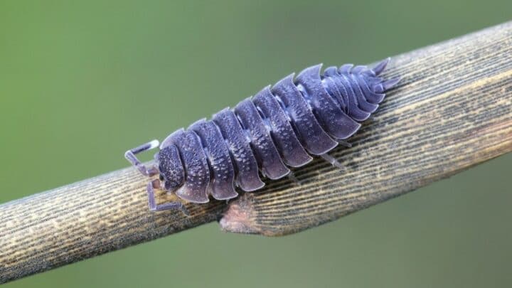 Can Isopods Climb?