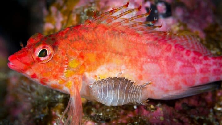 Can Isopods Breathe Underwater?