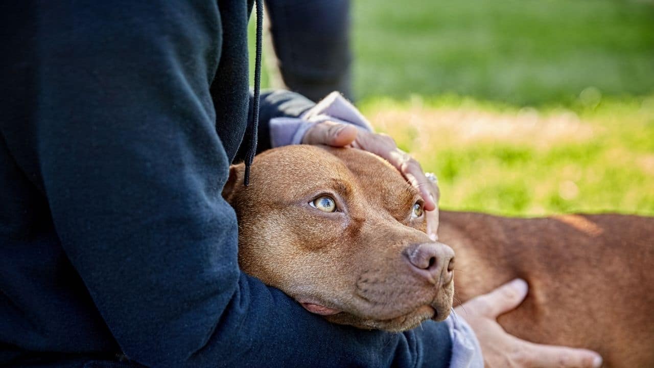 How Do You Help Kids Cope With Rehoming A Dog