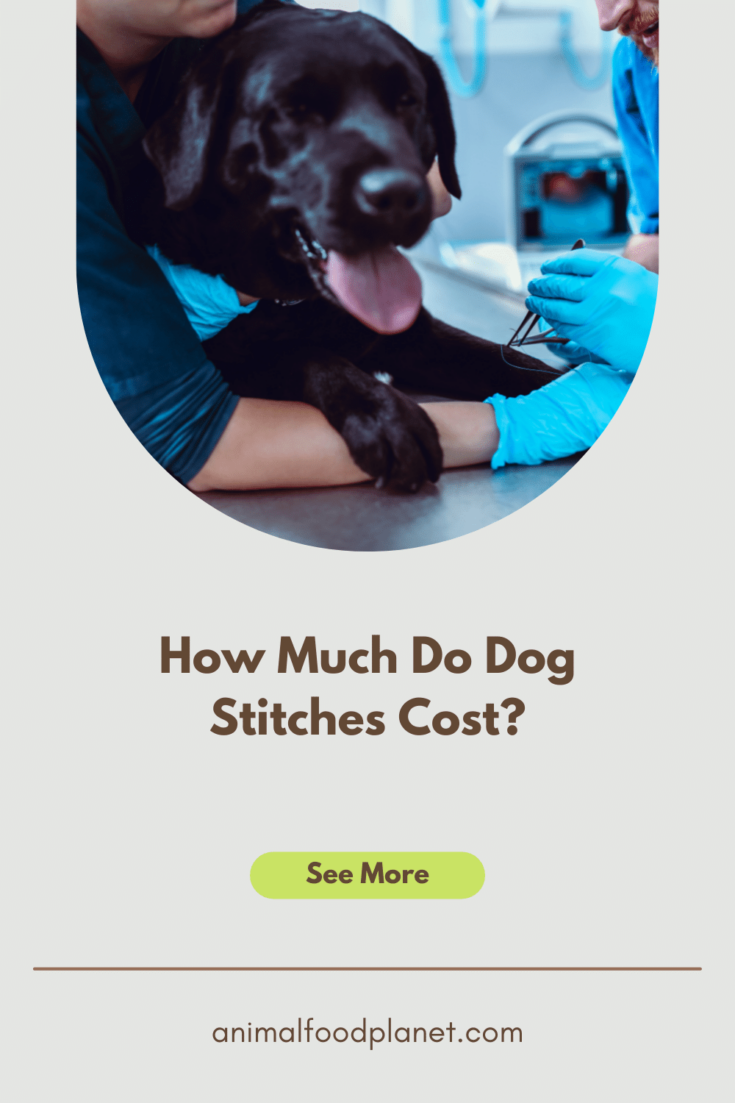 Dog Stitches - How much does it cost