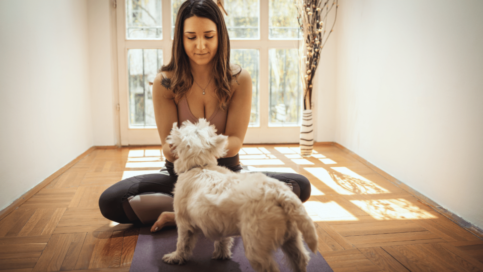 How Does a Dog Feel When Rehomed?