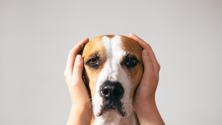 Refusal to eat food or lack of interest can be signs of a stressed dog