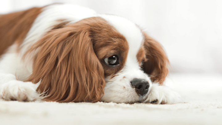Sadness and depression are especially common among rehomed puppies
