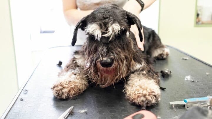 How To Groom a Standard Schnauzer? Tips and Tricks