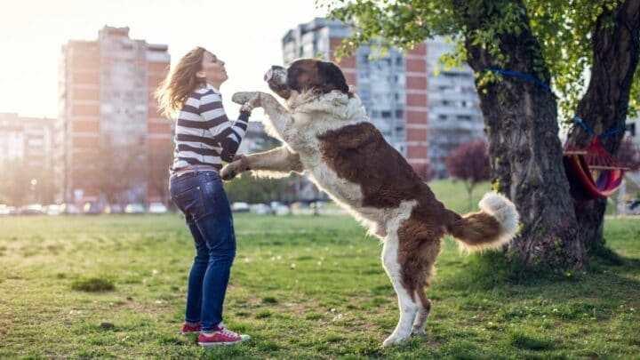 5 Reasons Why My Dog Like to Stand on Me