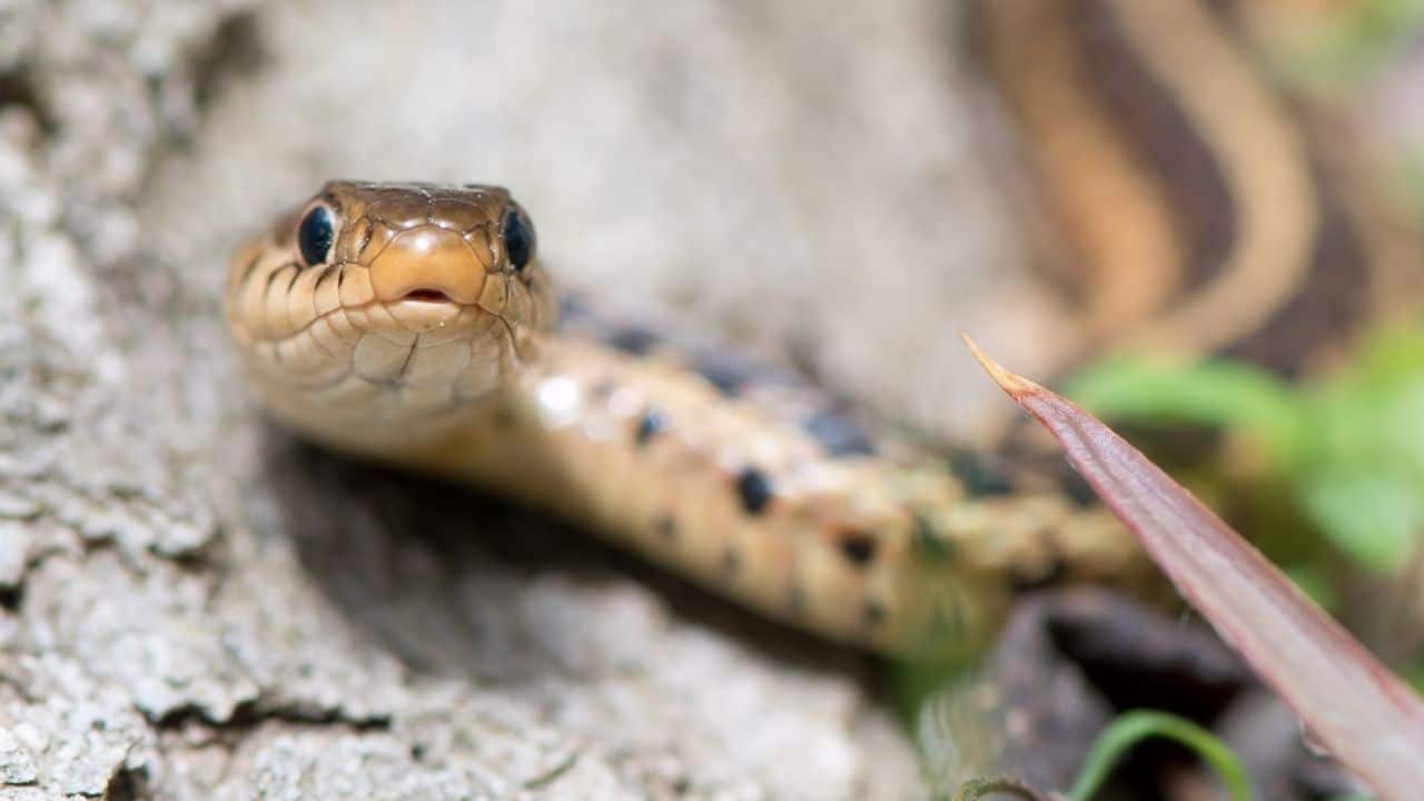 How Do I Know If My Snake Is Dying? Oh No!