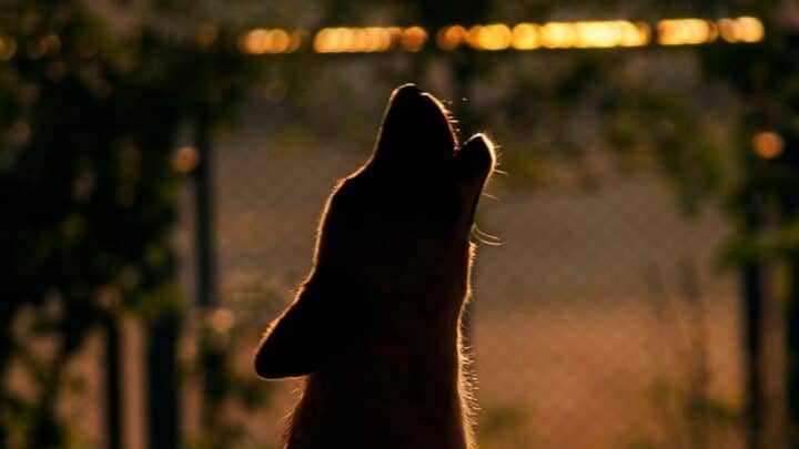 Why Does My Dog Howl in His Sleep? Oh, Here’s Why!