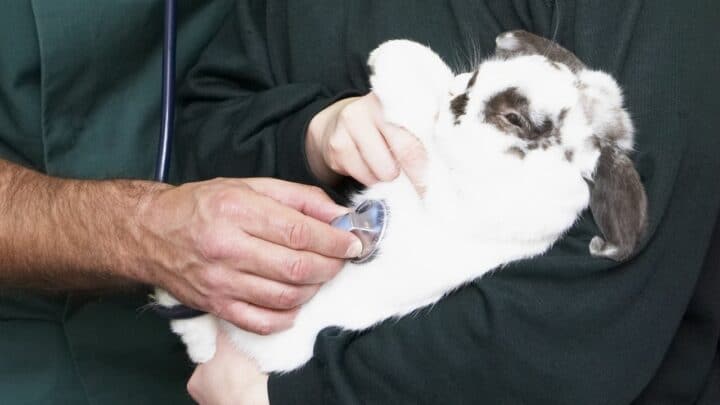 How to Save a Bunny from Dying? See These Steps!