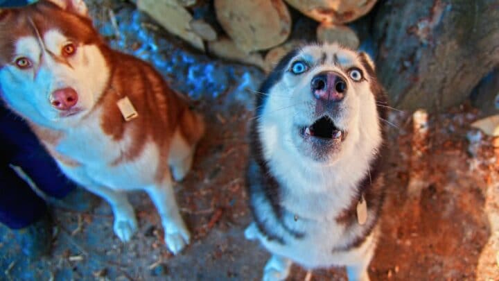 Why do Huskies Howl When Babies Cry? Why Indeed?