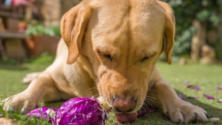 How Long Does It Take for Dogs to Digest Food? — Let’s See!