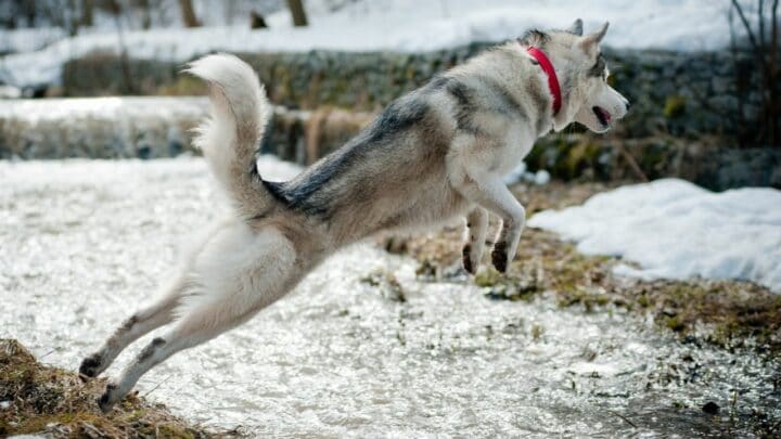 How High Can Huskies Jump? You’ll Never Believe This!