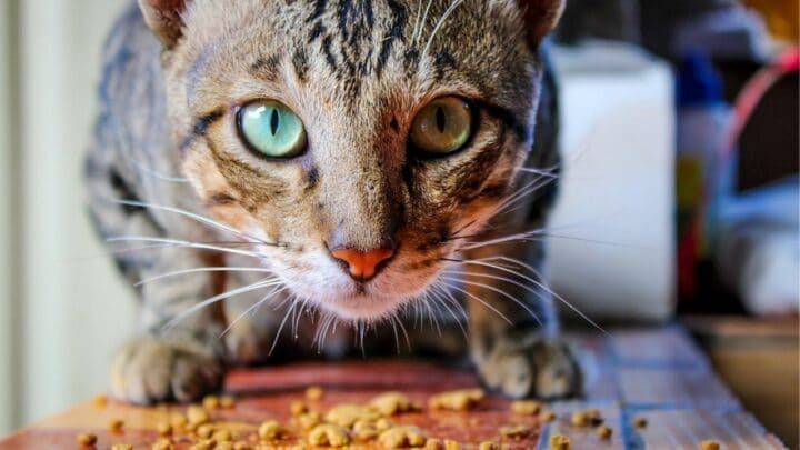 Why Do Cats Want You to Watch Them Eat? Haha!
