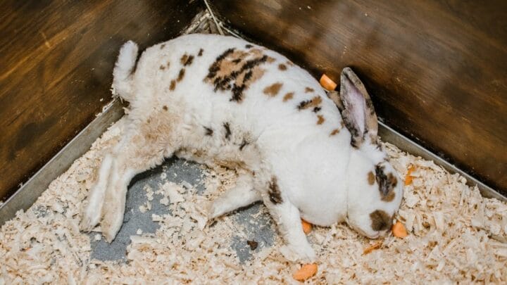 How Do I Know If My Rabbit Is Dying? Oh No!