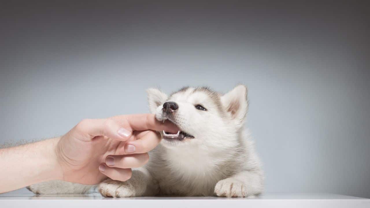 How To Train A Husky Puppy Not To Bite — Ouch!