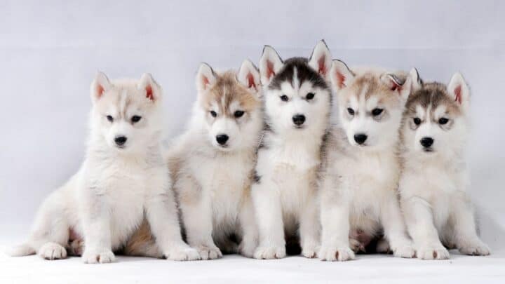 When Do Husky Puppies Lose Their Teeth? — The Answer