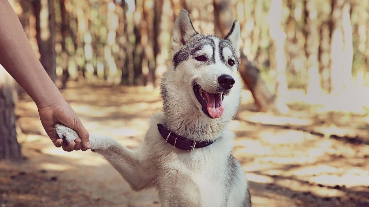 How To Know Your Husky Loves You — The 1 Signs To Know!