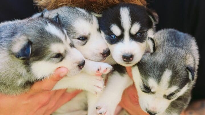 How Many Puppies Can a Husky Have — Let’s See!