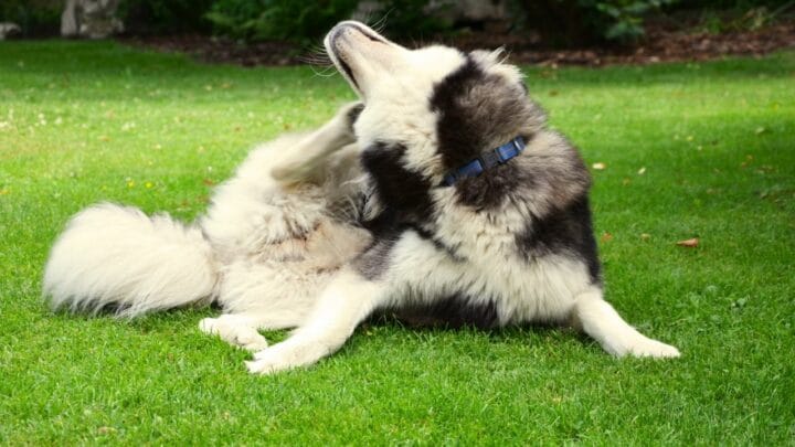 How To Get Rid Of Fleas From Huskies The Right Way!