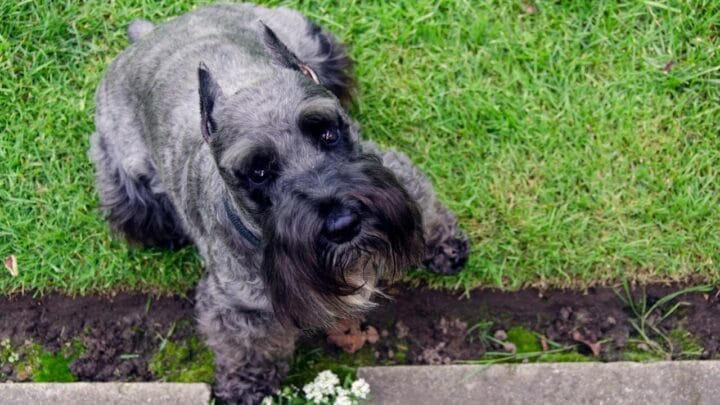 How to Stop a Schnauzer from Barking — It Works!