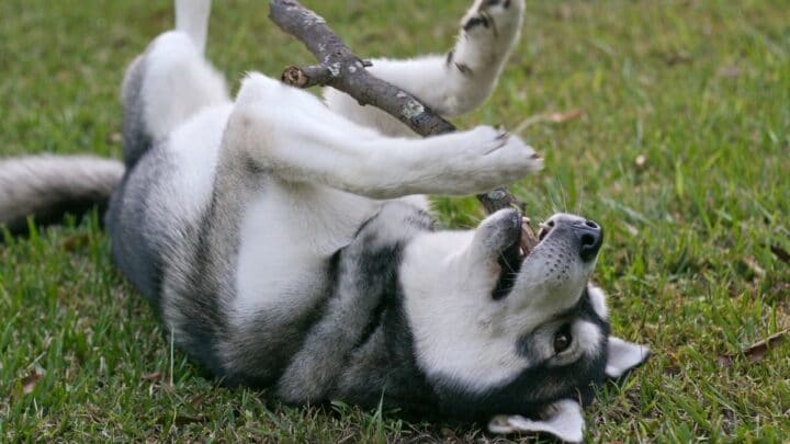 How Do Huskies Play? — Wow!