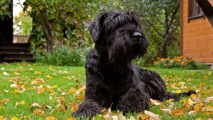 How to Groom a Giant Schnauzer — Things To Remember