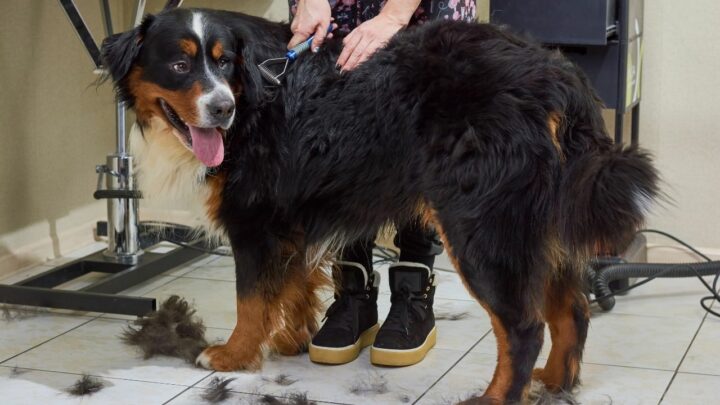 How to Groom a Bernese Mountain Dog? All You Need to Know