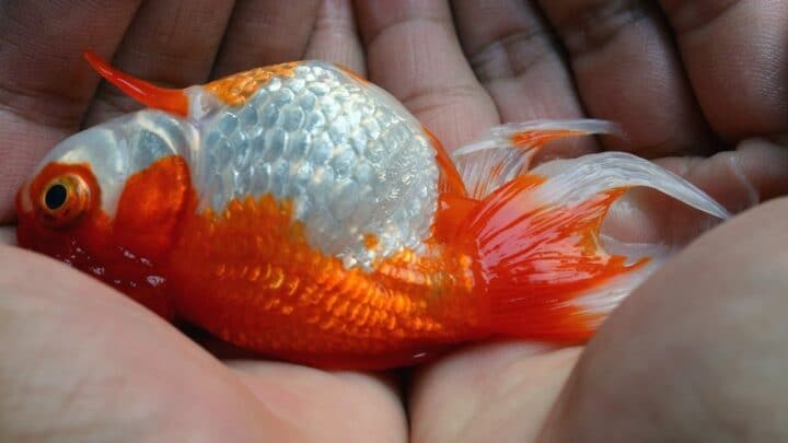 How to Save a Dying Goldfish? Let’s See!